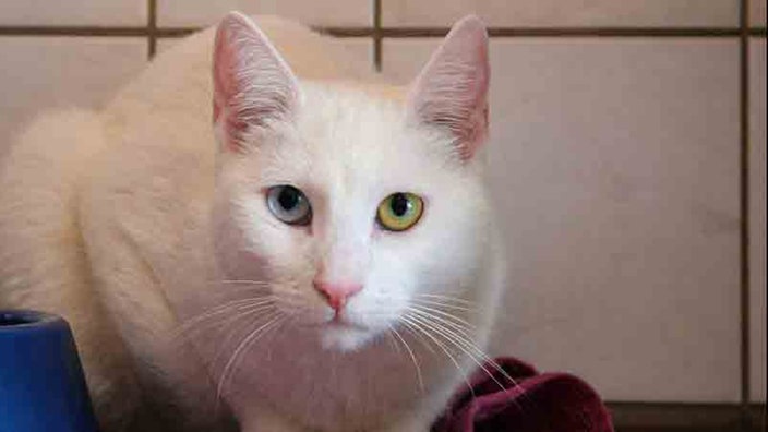 Weiße Katze mit einem blauen und einem grünen Auge 