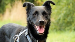 Nahaufnahme eines schwarzen Hundes, der hechelt