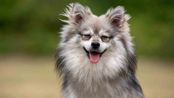 Ein Hund mit grau-weißem langem Fell in Nahaufnahme 