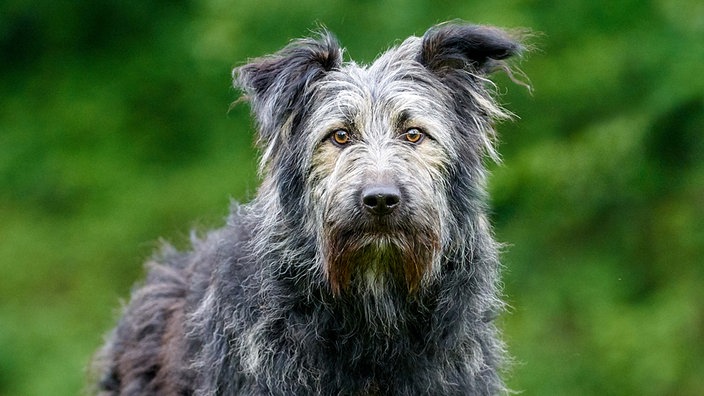 Mittelgroßer Hund mit schwarz-braunem wuscheligen, leicht struppigen Fell steht auf einer Wiese und schaut in Richtung Kamera