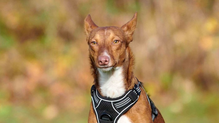 Hund mit braunem Fell und weißen Abzeichen in Nahaufnahme 