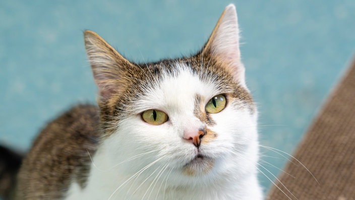 Katze mit weiß-getigertem Fell und grünen Augen in Nahaufnahme 