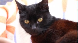 Eine Katze mit schwarz-braunem Fell in Nahaufnahme