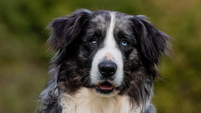 Hund mit langem blue-merle-farbenen Fell in Nahaufnahme 
