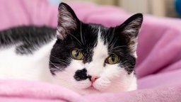 Katze mit schwarz-weißem Fell in Nahaufnahme 