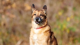 Hund mit hellbraun-weißem Fell in Nahaufnahme 