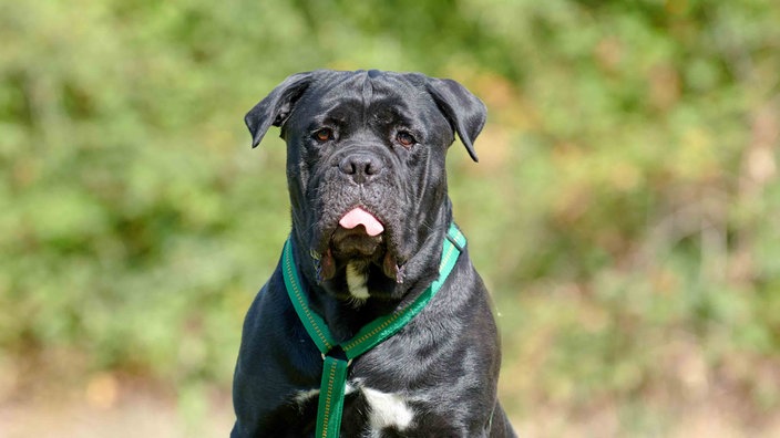 Hund mit schwarzem Fell und weißen Flecken in Nahaufnahme 