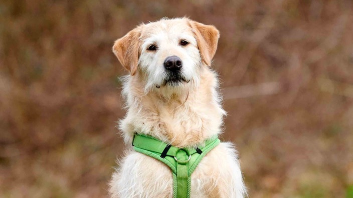 Hund mit weiß-beigefarbenem Fell und grünem Geschirr in Nahaufnahme  