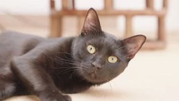 Kater mit schwarzem Fell liegt seitlich und schaut in die Kamera