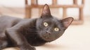 Kater mit schwarzem Fell liegt seitlich und schaut in die Kamera