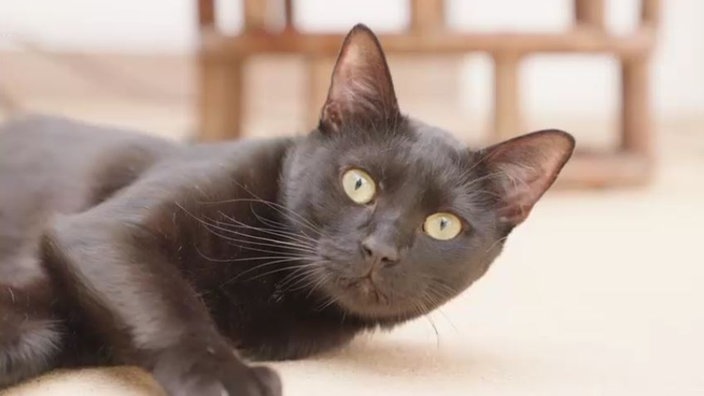 Kater mit schwarzem Fell liegt seitlich und schaut in die Kamera