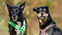 Eine Collage von zwei Hunden mit dunklem Fell 