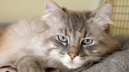 Katze mit langem cremefarbenem Fell mit Maske in Nahaufnahme 