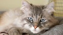 Katze mit langem cremefarbenem Fell mit Maske in Nahaufnahme 