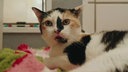 Katze mit tricolor-farbenem Fell in Nahaufnahme