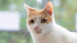Eine Katze mit weiß-rotem Fell in Nahaufnahme 