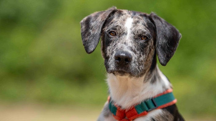 Ein Hund mit tricolor-merlefarbenem Fell in Nahaufnahme 