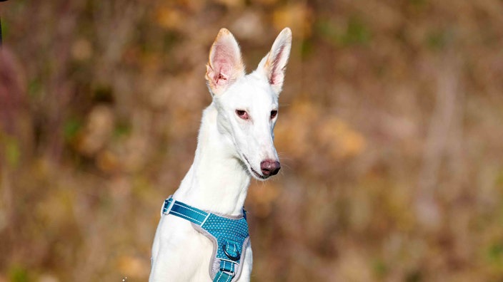 Sehr schmaler Hund mit weißem Fell in Nahaufnahme 