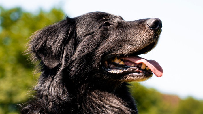 Hund mit schwarzem Fell hechelnd im Profil  