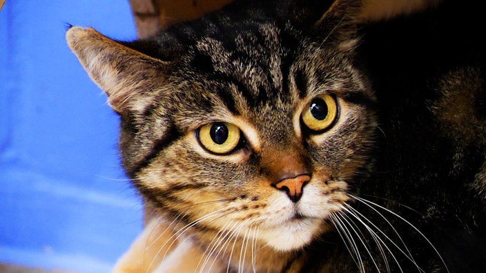 Kater mit getigertem Fell und gelben Augen in Nahaufnahme 