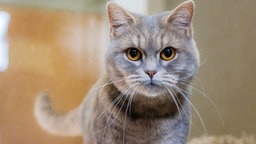 Nahaufnahme einer grau-getigerten Katze mit braunen Augen