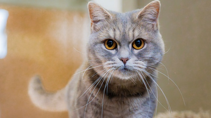 Nahaufnahme einer grau-getigerten Katze mit braunen Augen