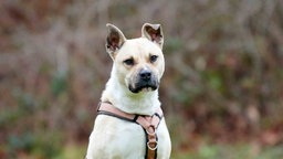 Hund mit beigefarbenem Fell in Nahaufnahme 