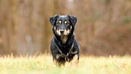 Hündin mit schwarz-braunem Fell auf einer Wiese 