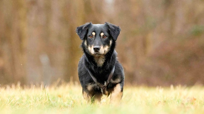 Hündin mit schwarz-braunem Fell auf einer Wiese 