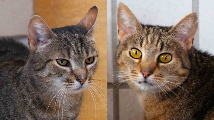 Eine Collage aus zwei getigerten Katzen 