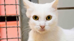 Katze mit weißem Fell in Nahaufnahme