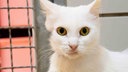 Katze mit weißem Fell in Nahaufnahme