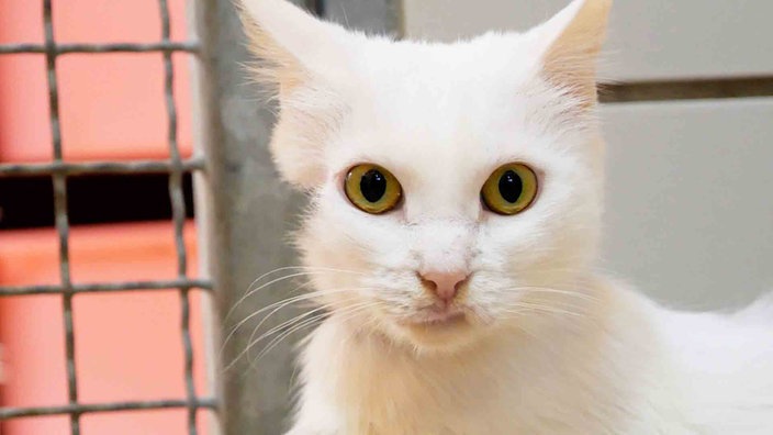 Katze mit weißem Fell in Nahaufnahme