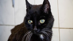 Schwarze Katze mit weißen Flecken in Nahaufnahme 
