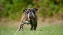 Ein mittelgroßer braun-schwarzer Hund steht auf einer Wiese