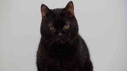 Kater mit schwarzem Fell in Nahaufnahme 