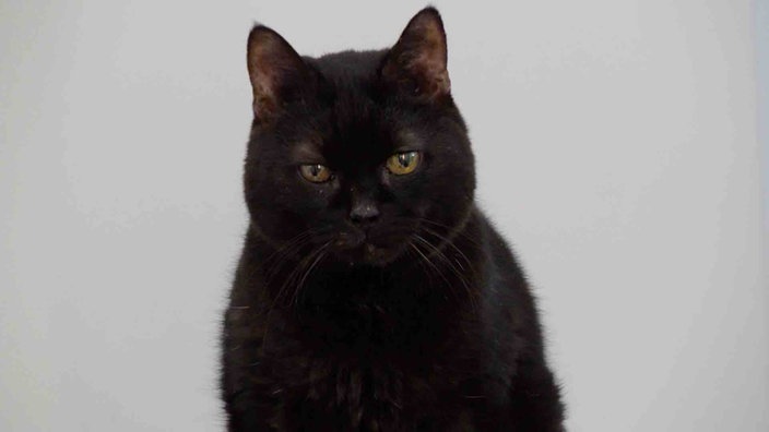 Kater mit schwarzem Fell in Nahaufnahme 