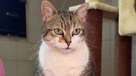 Katze mit weißem und getigertem Fell in Nahaufnahme 