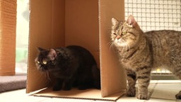 Eine schwarze und eine getigerte Katze in einem Katzengehege 
