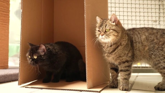 Eine schwarze und eine getigerte Katze in einem Katzengehege 