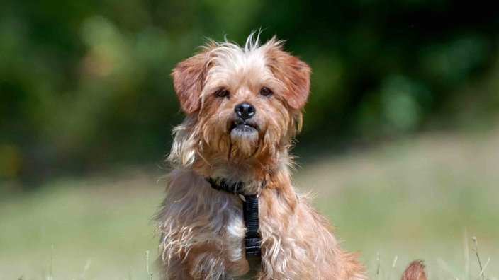 Kleiner Hund mit braunem wuscheligem Fell in Nahaufnahme 