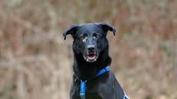 Hund mit schwarzem Fell und blauem Geschirr in Nahaufnahme 