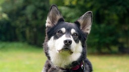 Hund mit schwarz-weißem Fell in Nahaufnahme 