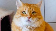 Rot-weißer Kater in Nahaufnahme