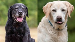 Eine Collage aus einem schwarzen und einem blonden Hund 