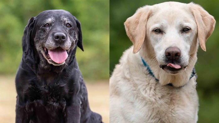 Eine Collage aus einem schwarzen und einem blonden Hund 