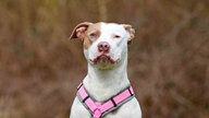 Hund mit weißem Fell und braunen Abzeichen in Nahaufnahme 