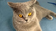 Kater mit dichtem braun-grauen Fell und gelben Augen liegt auf einer türkisfarbenen Decke und schaut hoch in die Kamera
