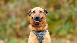 Hund mit hellbraunem Fell in Nahaufnahme 