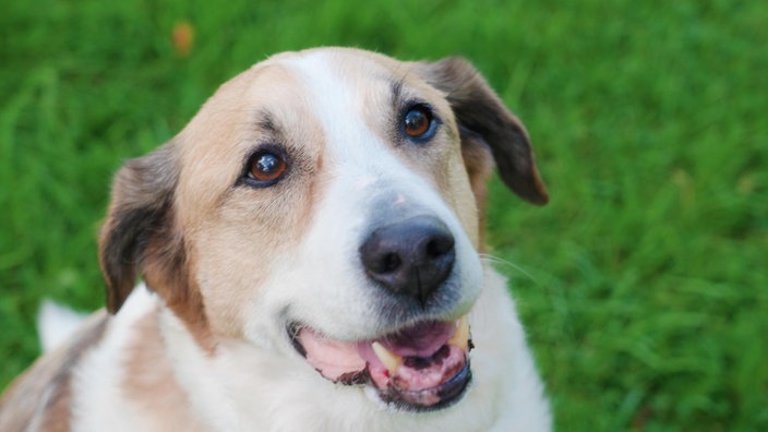 Nahaufnahme eines braun-weißen Hundes, der hechelt